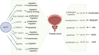 MicroRNA-21 in urologic cancers: from molecular mechanisms to clinical implications